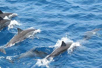 dolphin watching sri lanka
