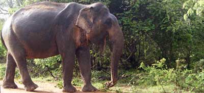 wild-elephant
