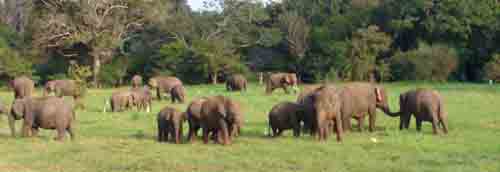 Wild Elephants