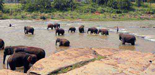 Sri Lanka Elephants