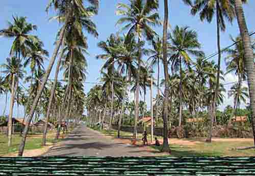 Negombo - Sri Lanka