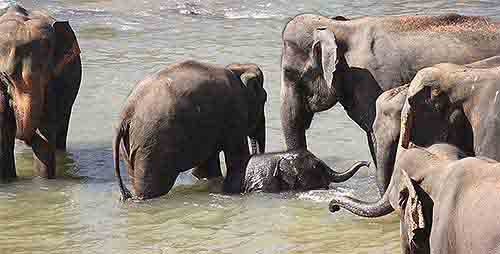 Sri Lanka Elephant Orphanage
