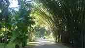 Peradeniya Botanical Gardens Peradeniya